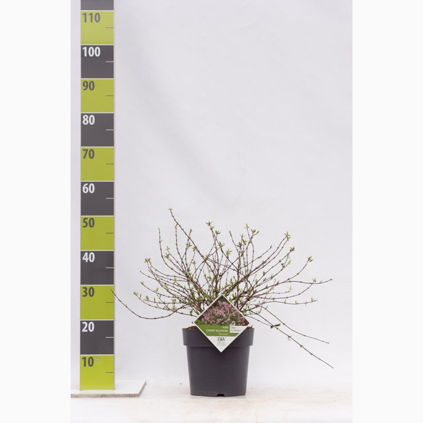 Slånspirea – Deutzia 'Yuki Cherry Blossom'® - C3 30-40 CM